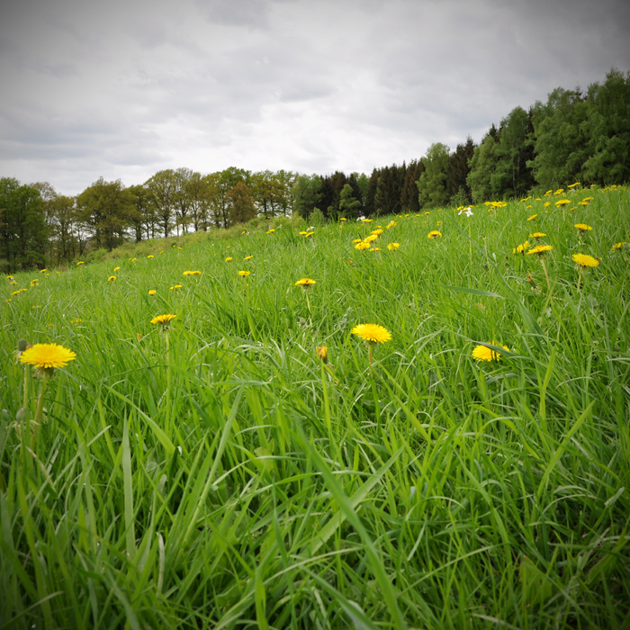 Wald- und Wiesenkathedrale (WWK)